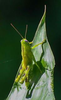 Giant Grasshopper Solitarius phase! Australia,Fall,Geotagged,Giant Grasshopper,Valanga irregularis