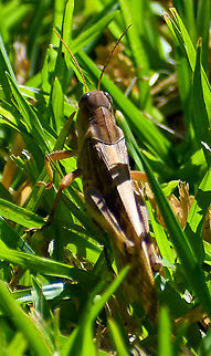 Giant Grasshopper  Australia,Fall,Geotagged,Giant Grasshopper,Valanga irregularis