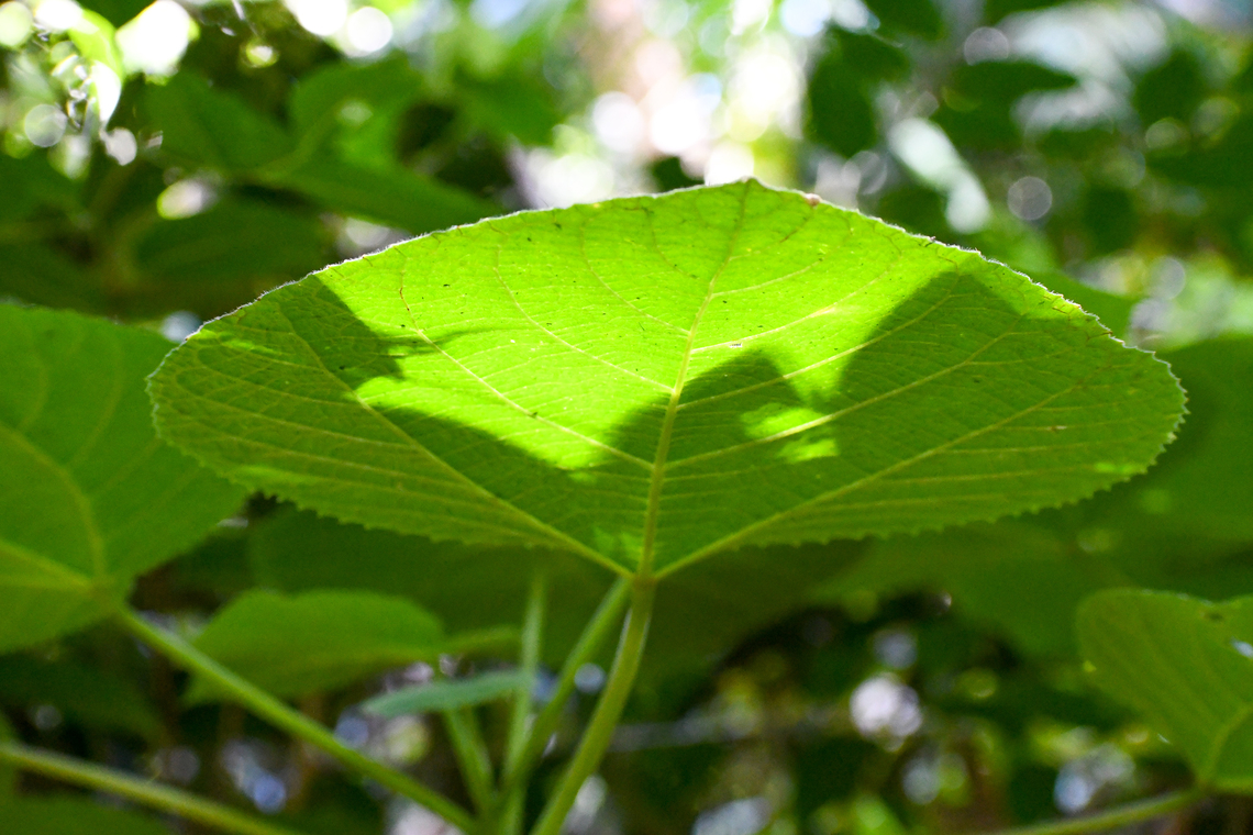Stinging Tree These cause extreme pain that can last for weeks. They are prevalent throughout the rainforests of far North Queensland. Australia,Dendrocnide moroides,Fall,Geotagged,Gympie-gympie