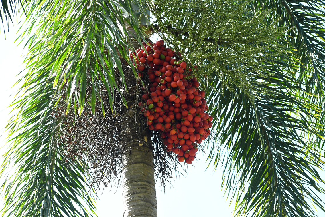Foxtail Palm  Australia,Fall,Geotagged,Wodyetia,Wodyetia bifurcata