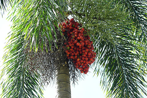 Foxtail Palm  Australia,Fall,Geotagged,Wodyetia,Wodyetia bifurcata