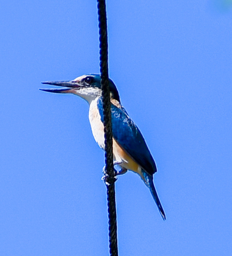 Sacred Kingfisher Shame it was on a wire ! Australia,Fall,Geotagged,Sacred Kingfisher,Todiramphus sanctus