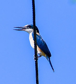 Sacred Kingfisher Shame it was on a wire ! Australia,Fall,Geotagged,Sacred Kingfisher,Todiramphus sanctus