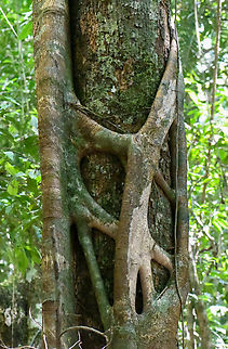 Broad-leaved lilly pilly