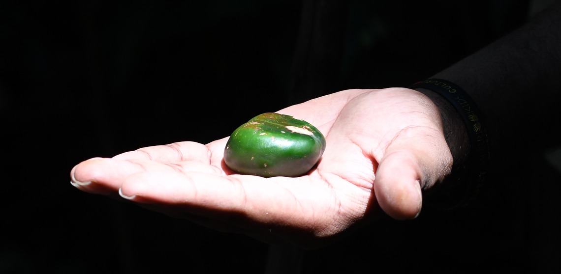 Blackbean or Moreton Bay Chestnut  Australia,Castanospermum,Castanospermum australe,Fall,Geotagged