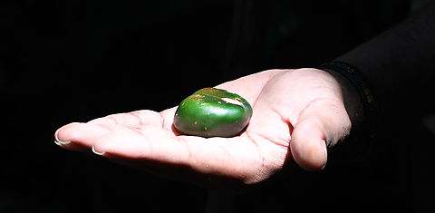 Blackbean or Moreton Bay Chestnut  Australia,Castanospermum,Castanospermum australe,Fall,Geotagged