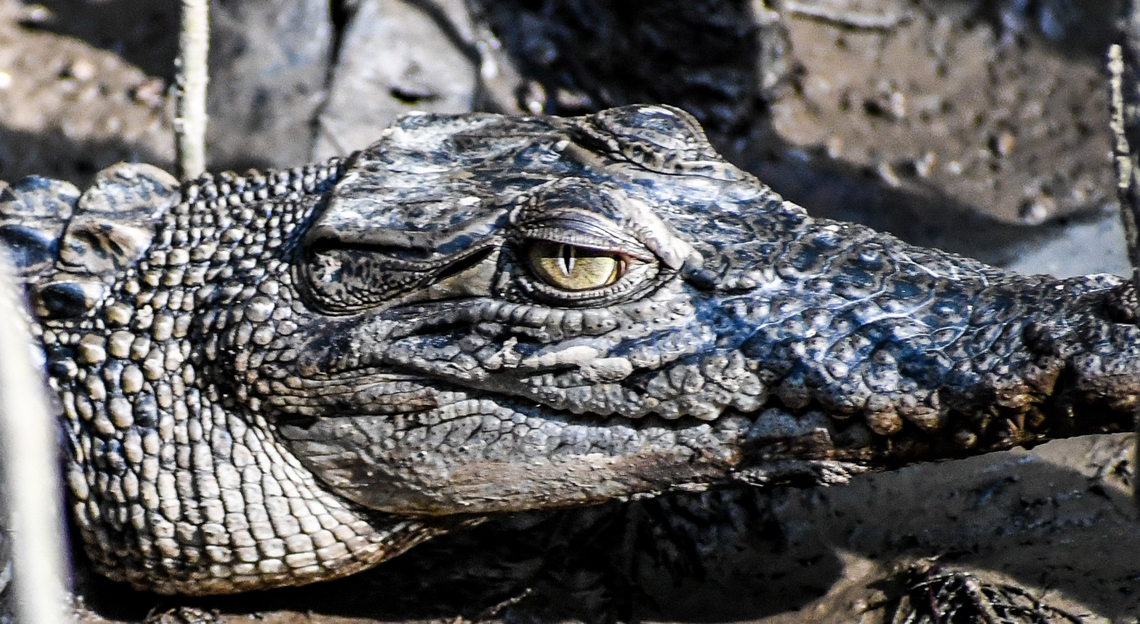 Saltwater Croc  Australia,Crocodylus porosus,Fall,Geotagged,Saltwater crocodile