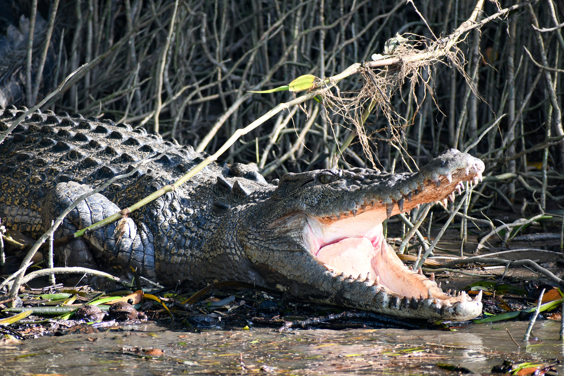 Trying to cool down on a very hot day! When a crocodile is basking, or laying in the sun, it is raising its body temperature. When it wants to cool back down it can move out of the sun into the shade or a body of water. Another option for the crocodile is to open its mouth. This behavior is a way for the crocodile to release the heat from its body.<br />
This croc still had its mouth open an hour later when we were returning from our cruise on the river! Australia,Crocodylus porosus,Fall,Geotagged,Saltwater crocodile