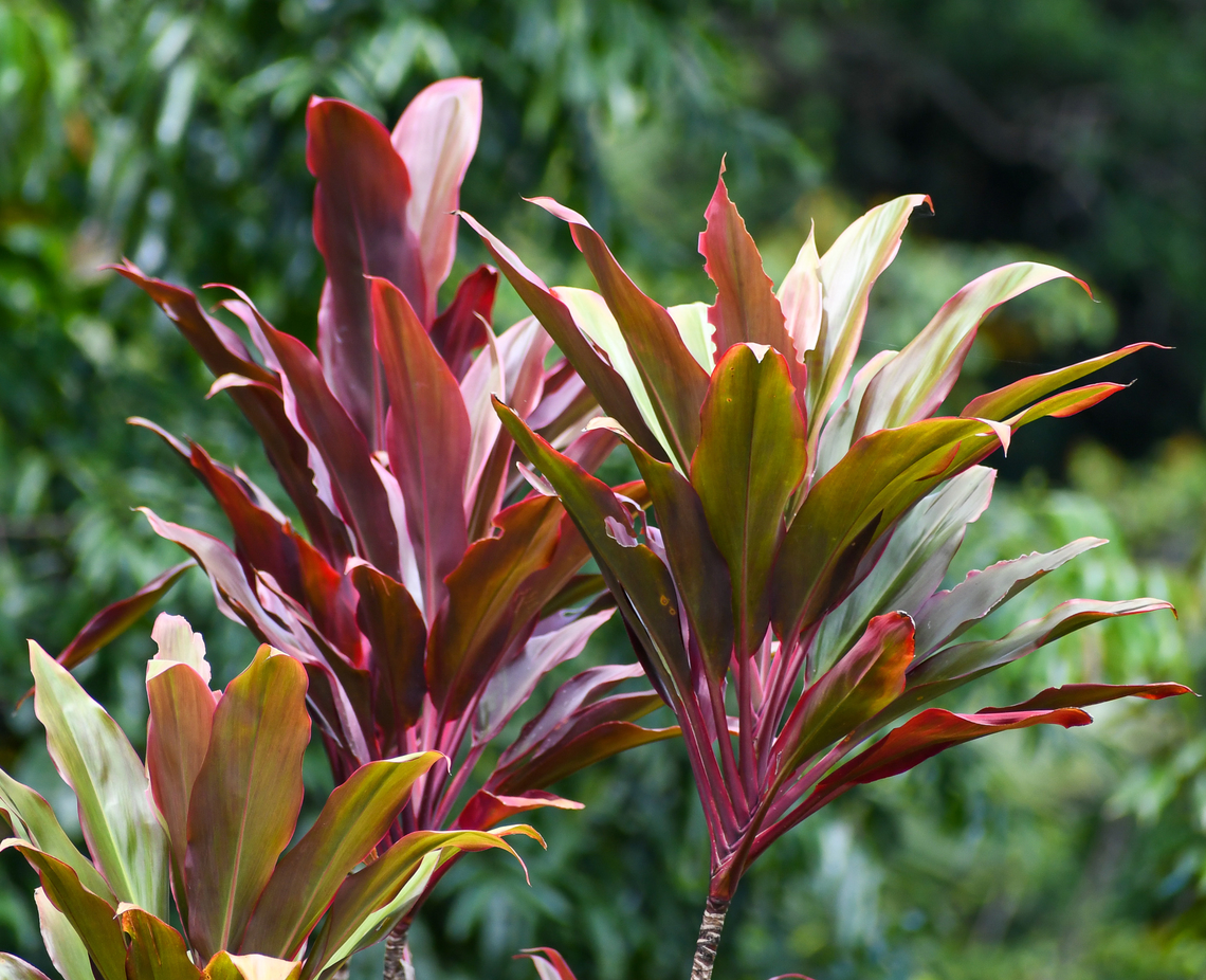 Ti  Australia,Cordyline fruticosa,Fall,Geotagged,Palm Lily
