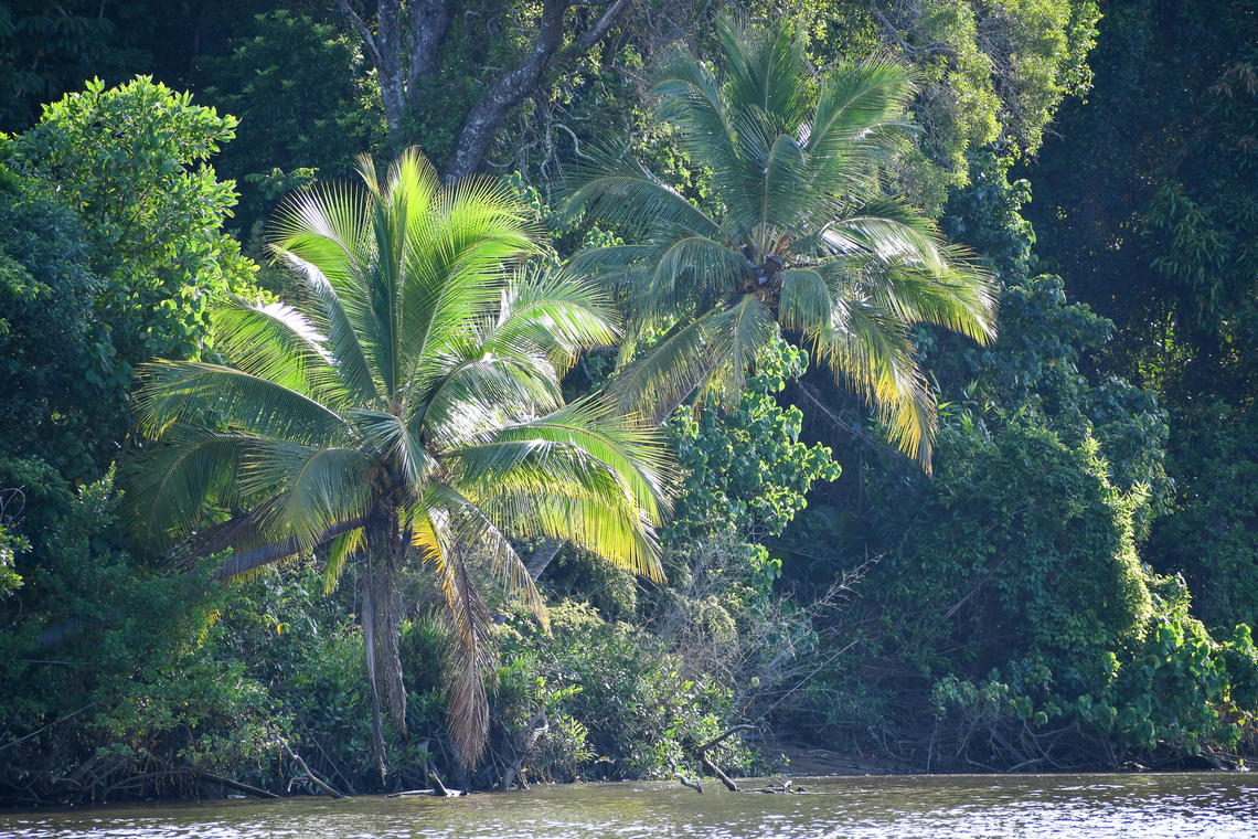 Coconut Palms on the Daintree River  Australia,Coconut palm,Cocos nucifera,Fall,Geotagged