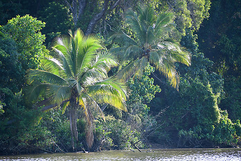 Coconut Palms on the Daintree River  Australia,Coconut palm,Cocos nucifera,Fall,Geotagged