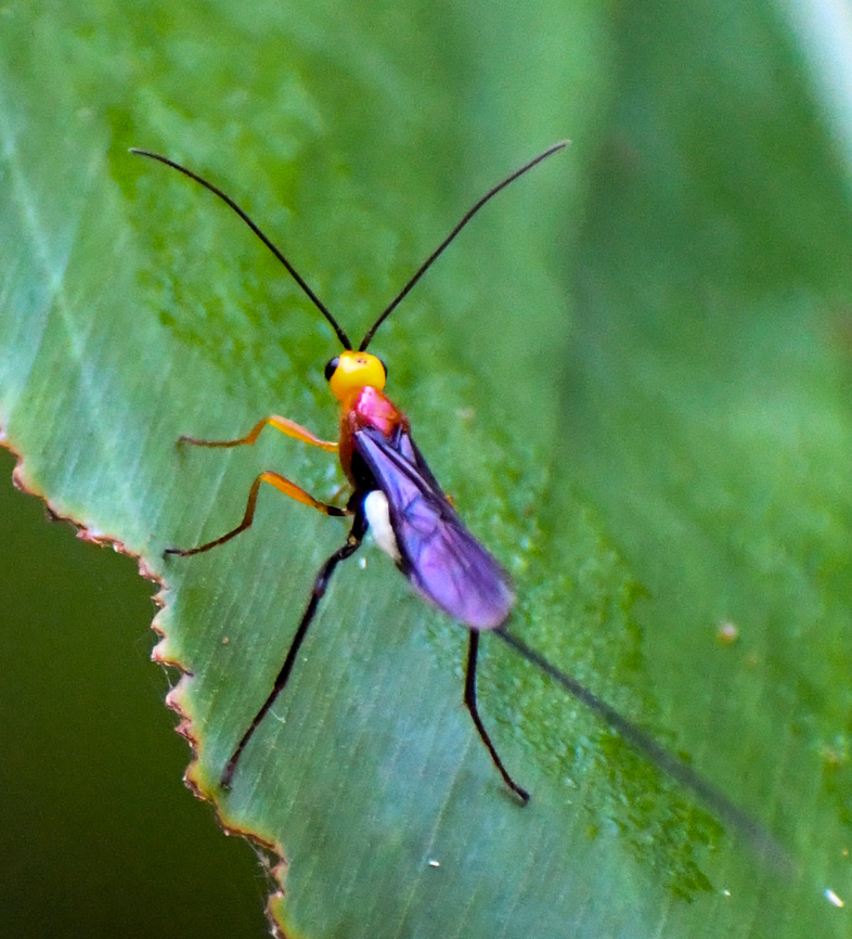 Braconid Wasp??  Australia,Fall,Geotagged