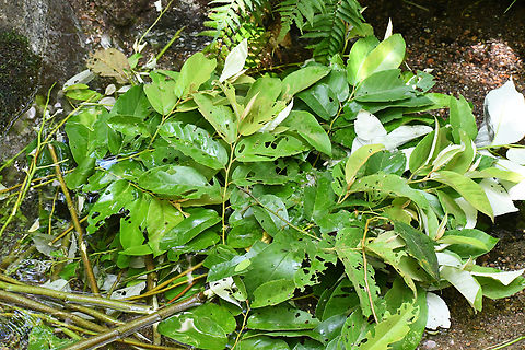 Healing leaves of the Sarsaparilla These leaves were being prepared by local Indigenous people to demonstrate the medicinal uses of reducing joint pain, skin itching and as an antiseptic to kill bacteria. Alphitonia whitei,Aralia nudicaulis,Australia,Fall,Geotagged,Wild sarsaparilla