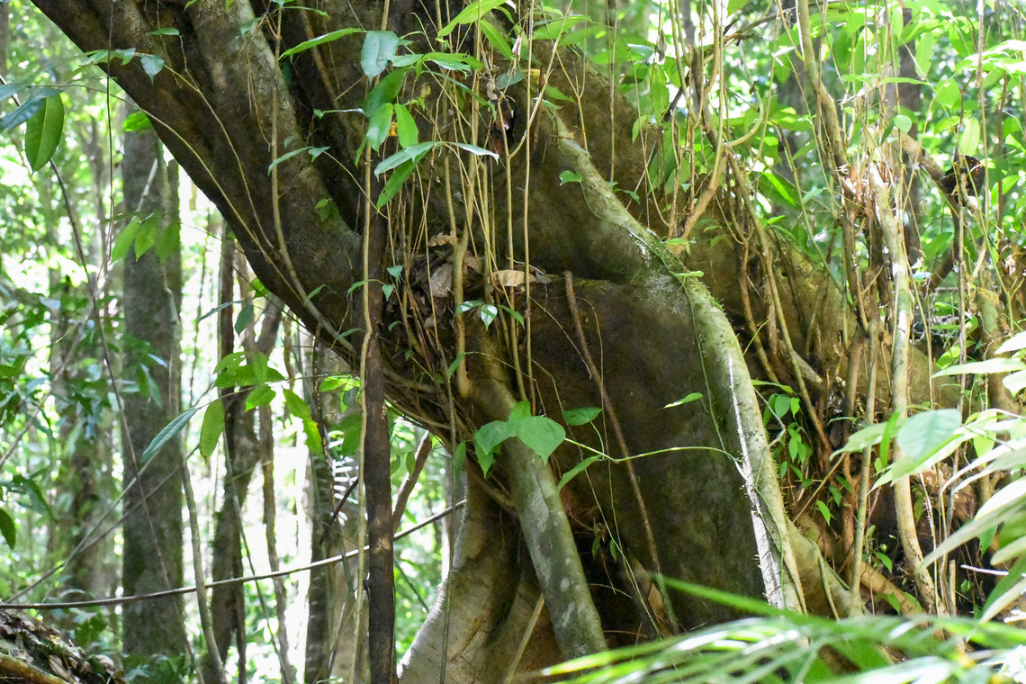 Strangler Fig The overcrowding of plants on the rainforest floor means that they must fight for survival and grow skywards, in search of the sun's rays. Because of this struggle for survival there are some very interesting plants to view in the rainforest such as the strangler fig. The strangler fig often begins its life as a seed deposited by a bird at the top of a tree or in a trees crevice. It then develops roots and grows down the host tree, essentially strangling it all the way down to its base. Once the host plants dies, the strangler fig stands alone. <br />
We were extremely privileged to photograph this particular tree as this has been the site where many Aboriginal people have come when they are ready to die and they cover their body in clay and wrap the vines around them so that they can return to the earth.<br />
Australia,Dysoxylum pettigrewianum,Fall,Geotagged,Spur mahogany