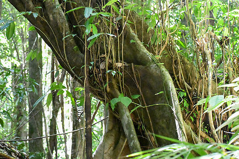 Strangler Fig The overcrowding of plants on the rainforest floor means that they must fight for survival and grow skywards, in search of the sun's rays. Because of this struggle for survival there are some very interesting plants to view in the rainforest such as the strangler fig. The strangler fig often begins its life as a seed deposited by a bird at the top of a tree or in a trees crevice. It then develops roots and grows down the host tree, essentially strangling it all the way down to its base. Once the host plants dies, the strangler fig stands alone. 
We were extremely privileged to photograph this particular tree as this has been the site where many Aboriginal people have come when they are ready to die and they cover their body in clay and wrap the vines around them so that they can return to the earth.
 Australia,Dysoxylum pettigrewianum,Fall,Geotagged,Spur mahogany