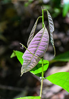 Lindsayomyrtus racemoides Daintree Penda Australia,Fall,Geotagged,Lindsayomyrtus racemoides