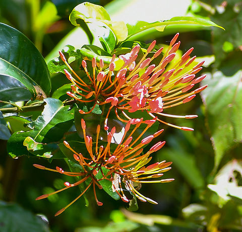 Queensland Tree Waratah  Alloxylon flammeum,Australia,Fall,Geotagged,alloxylon flammeum