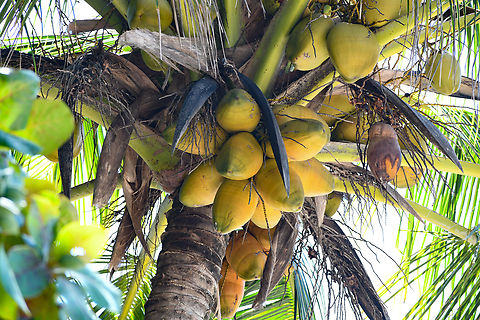 Coconuts  Australia,Coconut palm,Cocos nucifera,Fall,Geotagged