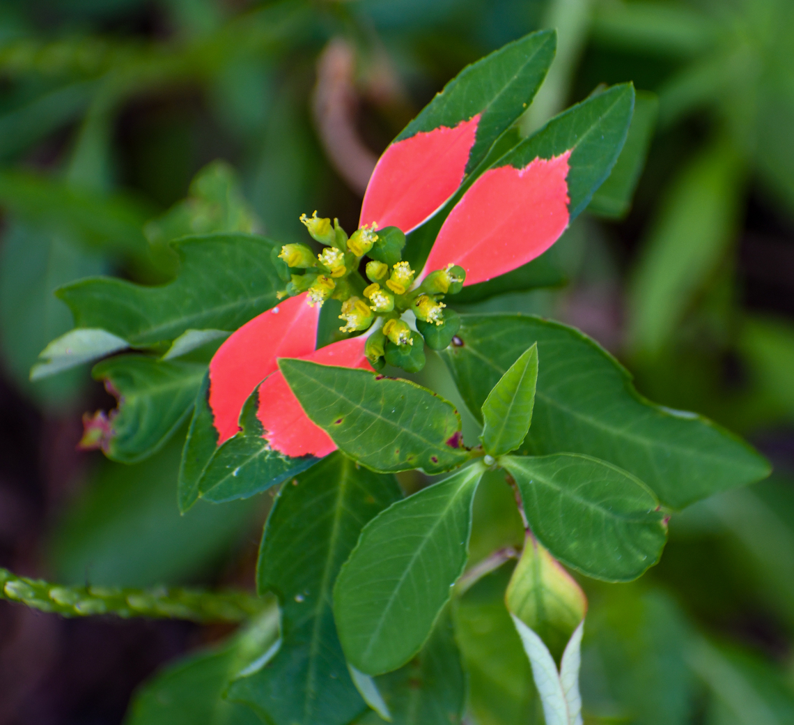 Painted leaf  Australia,Euphorbia cyathophora,Fall,Geotagged,Paintedleaf