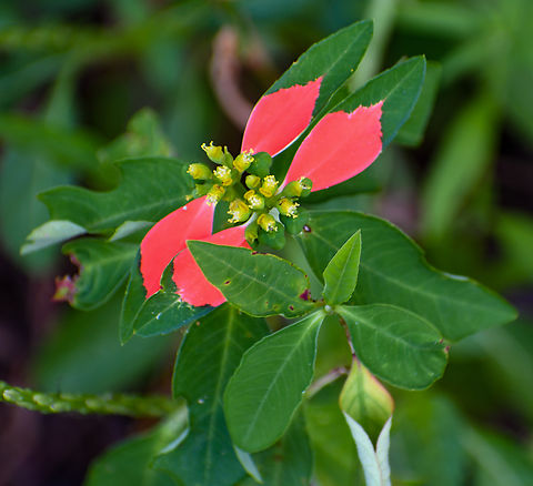 Painted leaf  Australia,Euphorbia cyathophora,Fall,Geotagged,Paintedleaf