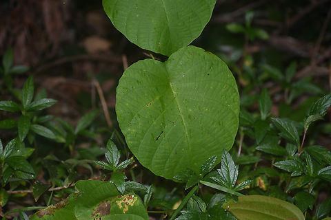 Blush Macaranga  Australia,Fall,Geotagged,Macaranga tanarius,macaranga tanarius
