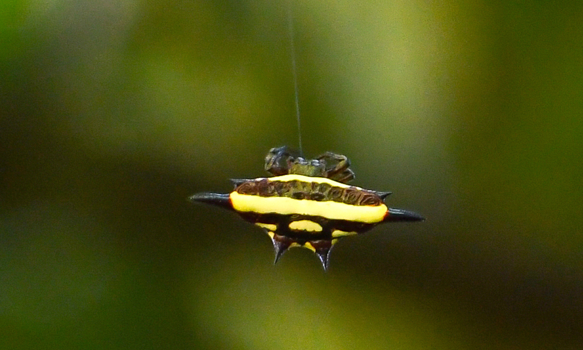 Gasteracantha fornicata Was fortunate to find this little beauty while walking in the rainforest today. Australia,Fall,Gasteracantha fornicata,Gastercantha Fornicata,Geotagged