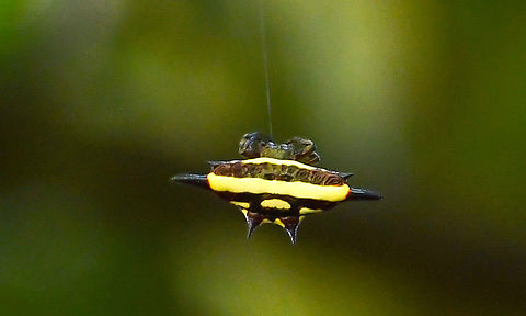 Gasteracantha fornicata Was fortunate to find this little beauty while walking in the rainforest today. Australia,Fall,Gasteracantha fornicata,Gastercantha Fornicata,Geotagged