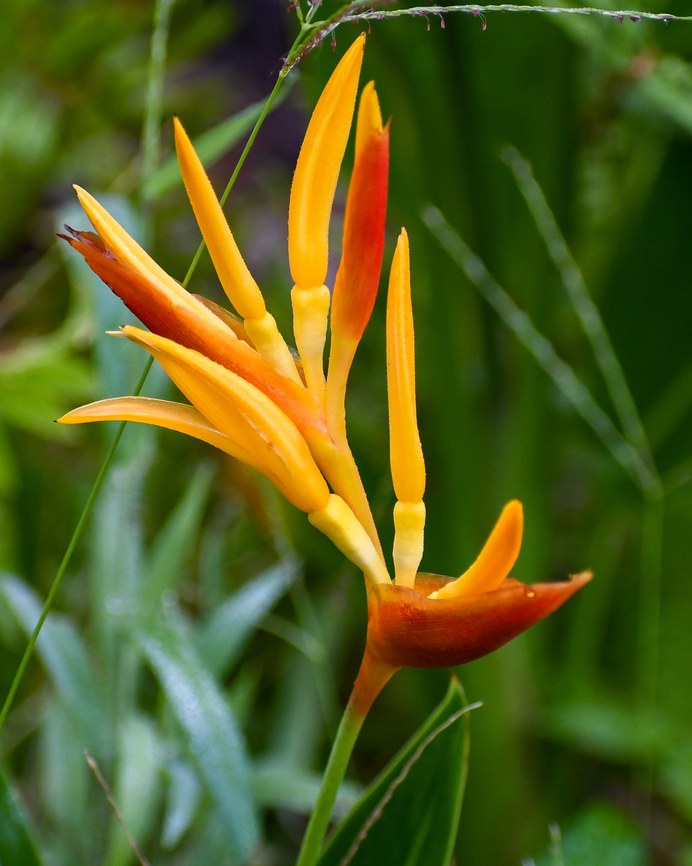 Parrots Beak  Australia,Fall,Geotagged,Heliconia psittacorum,helicona psittacorum