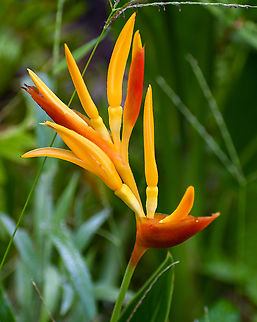 Parrots Beak  Australia,Fall,Geotagged,Heliconia psittacorum,helicona psittacorum