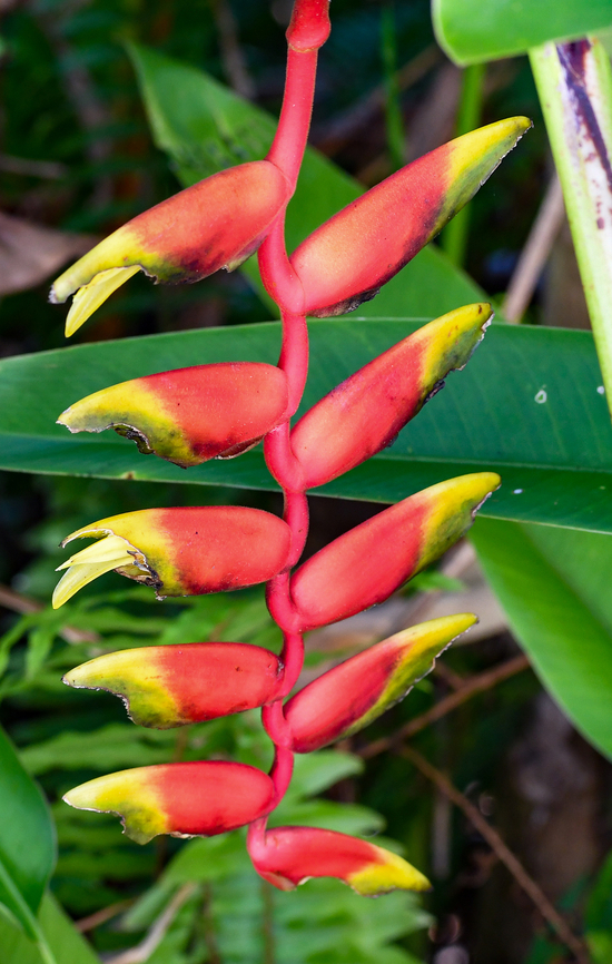 Hanging lobster claw  Australia,Fall,Geotagged,Heliconia rostrata,Lobster Claw