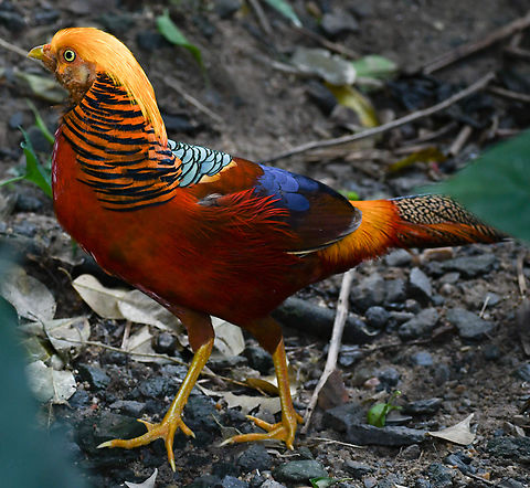 Golden_Pheasant  Australia,Chrysolophus pictus,Fall,Geotagged,Golden Pheasant