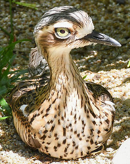 Stone Curlew  Australia,Burhinidae,Burhinus grallarius,Bush stone-curlew,Casuarius casuarius,Fall,Geotagged,Southern Cassowary,Stone-curlews