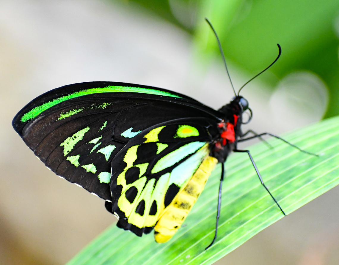 Cairns birdwing  Australia,Cairns Birdwing,Fall,Geotagged,Ornithoptera euphorion