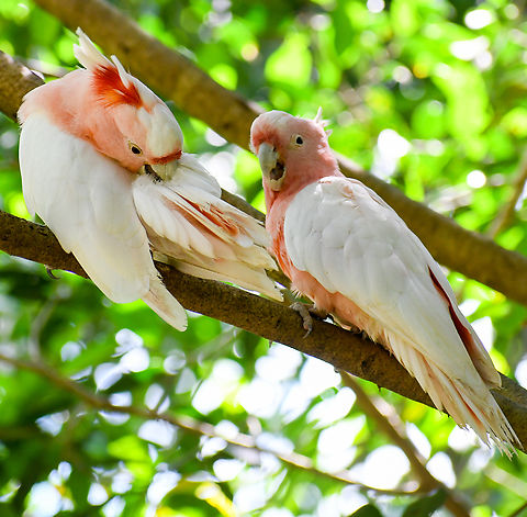 Cheeky pair!  Australia,Fall,Geotagged,Lophochroa leadbeateri,Major Mitchells cockatoo