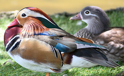 Mandarin Duck  Aix galericulata,Australia,Fall,Geotagged,Mandarin duck