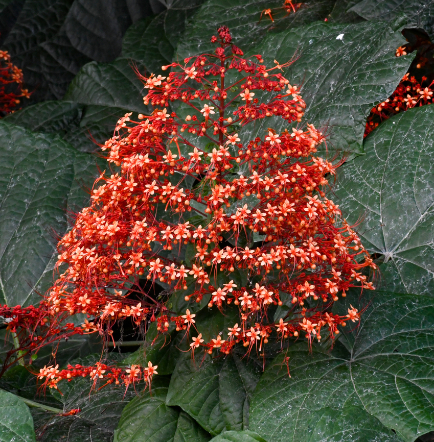 Pagoda Flower  Australia,Clerodendrum paniculatum,Fall,Geotagged,Pagoda Flower