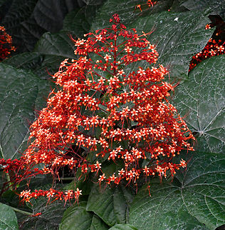 Pagoda Flower Australia,Clerodendrum paniculatum,Fall,Geotagged,Pagoda Flower