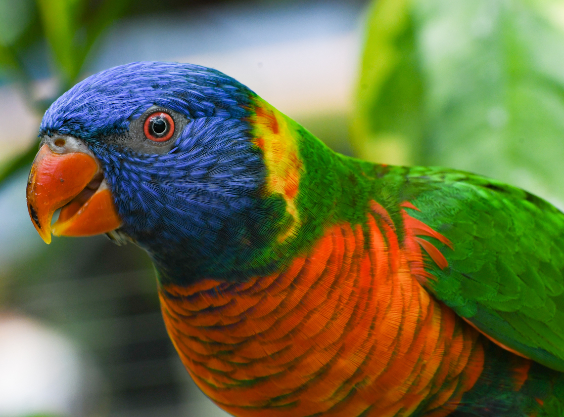 Rainbow Lorikeet  Australia,Fall,Geotagged,Rainbow lorikeet,Trichoglossus moluccanus