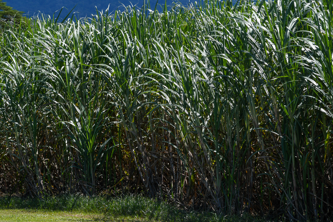 Sugar Cane Sugar cane is the major agricultural crop grown within the Great Barrier Reef's catchments and Australia is the second largest export of raw sugar in the world.About 3,000 farms sprawl over 360,000 hectares, some of them dating back more than100 years and there are over 20 varieties. But it’s only been in recent times that we have learnt the impact that sugar production is having on the Reef's water quality. <br />
Fertilisers are one of the major sources of nutrients entering the Reef. Fine sediments and the pesticides used on coastal floodplains also threaten water quality. Australia,Fall,Geotagged,Saccharum officinarum