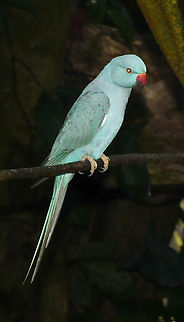 Blue Indian Ringneck  Australia,Fall,Geotagged,Psittacula krameri,Rose-ringed parakeet