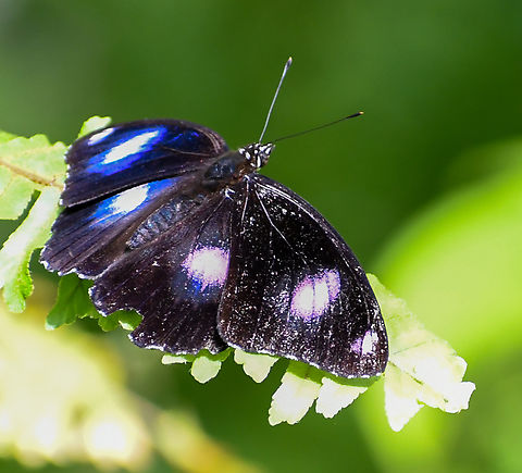 Common Eggfly Butterfly Life expectancy 2-3 weeks. Australia,Fall,Geotagged,Hypolimnas bolina,Varied Eggfly