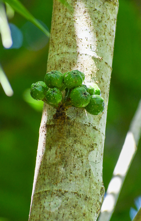 Cluster Fig  Australia,Fall,Ficus racemosa,Geotagged