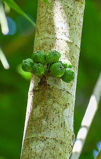 Cluster Fig  Australia,Fall,Ficus racemosa,Geotagged