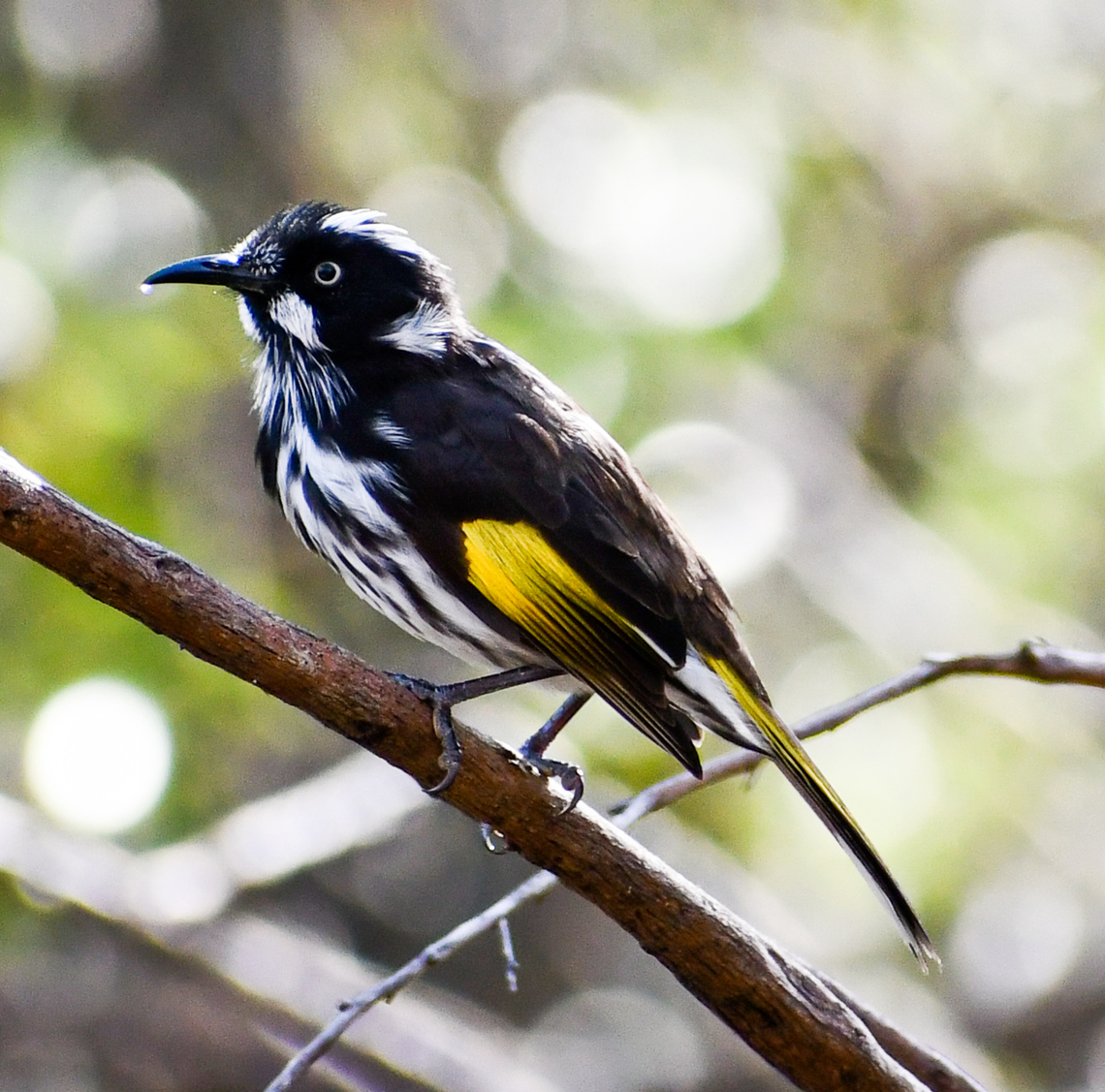 New Holland Honeyeater  Australia,Fall,Geotagged,New Holland honeyeater,Phylidonyris novaehollandiae