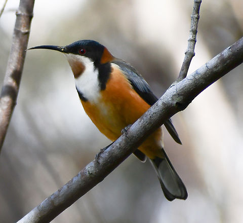 Eastern_Spinebill  Acanthorhynchus tenuirostris,Australia,Eastern spinebill,Fall,Geotagged