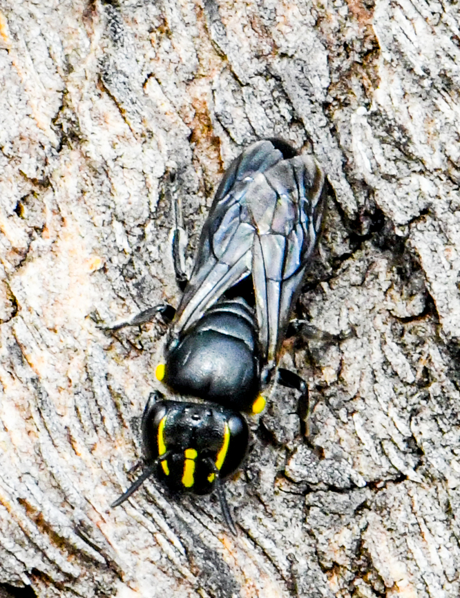Banksia Bee  Australia,Banksia bee,Geotagged,Hylaeus alcyoneus,Winter