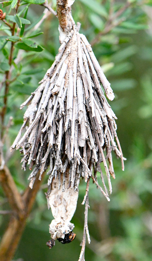 Saunders Case Moth  Australia,Geotagged,Metura elongatus,Saunders' case moth,Winter