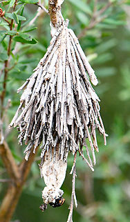 Saunders Case Moth  Australia,Geotagged,Metura elongatus,Saunders' case moth,Winter