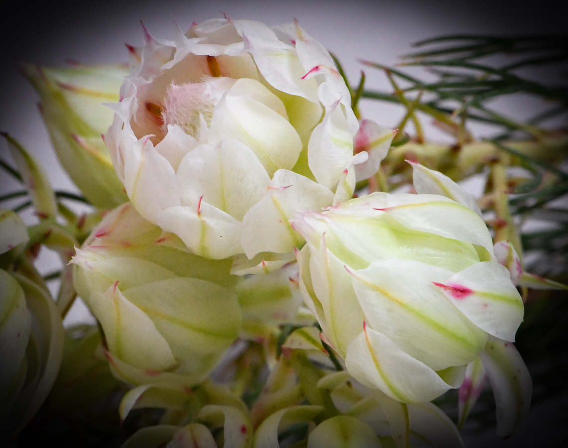Blushing Bride This was taken in a garden near my home. They are endemic to South Africa. A beautiful protea! Australia,Geotagged,Serruria florida,Winter,serruria florida