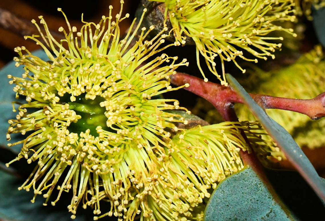 Bell Fruited Mallee These eucalypts are now very popular to grow in the Eastern States due to their beautiful yellow flowers. Australia,Bell-fruited mallee,Eucalyptus preissiana,Geotagged,Winter